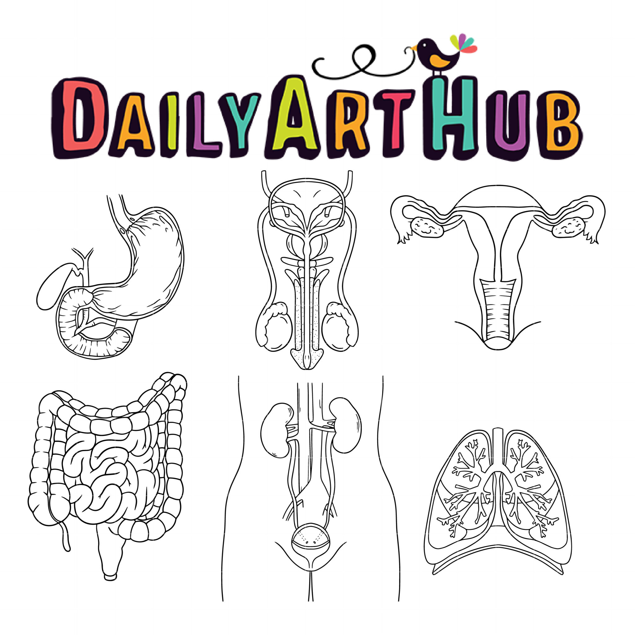 Human Organ Anatomy Outline Drawing Clip Art Set – Daily Art Hub – Free