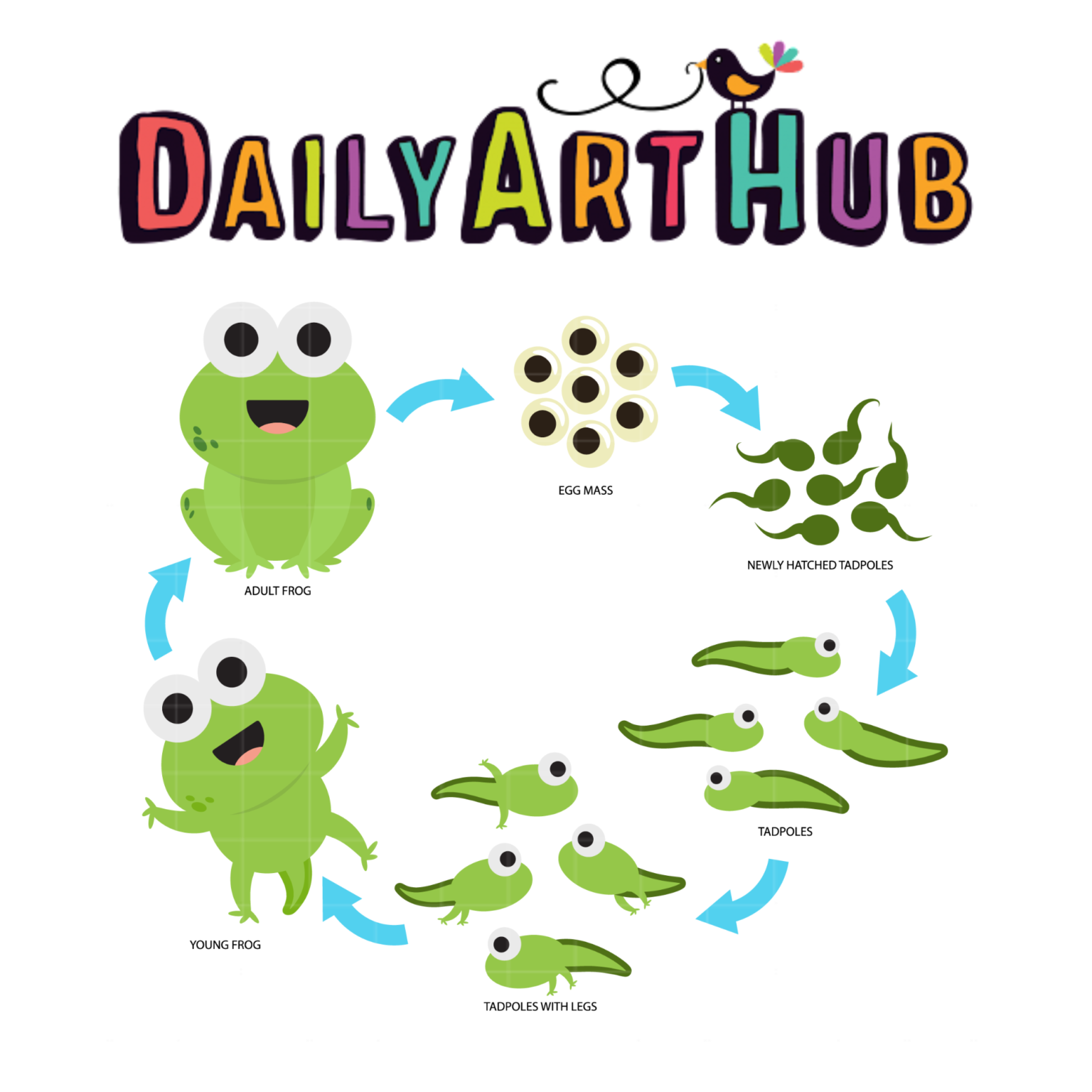 life-cycle-of-a-frog-clip-art-set-daily-art-hub-graphics